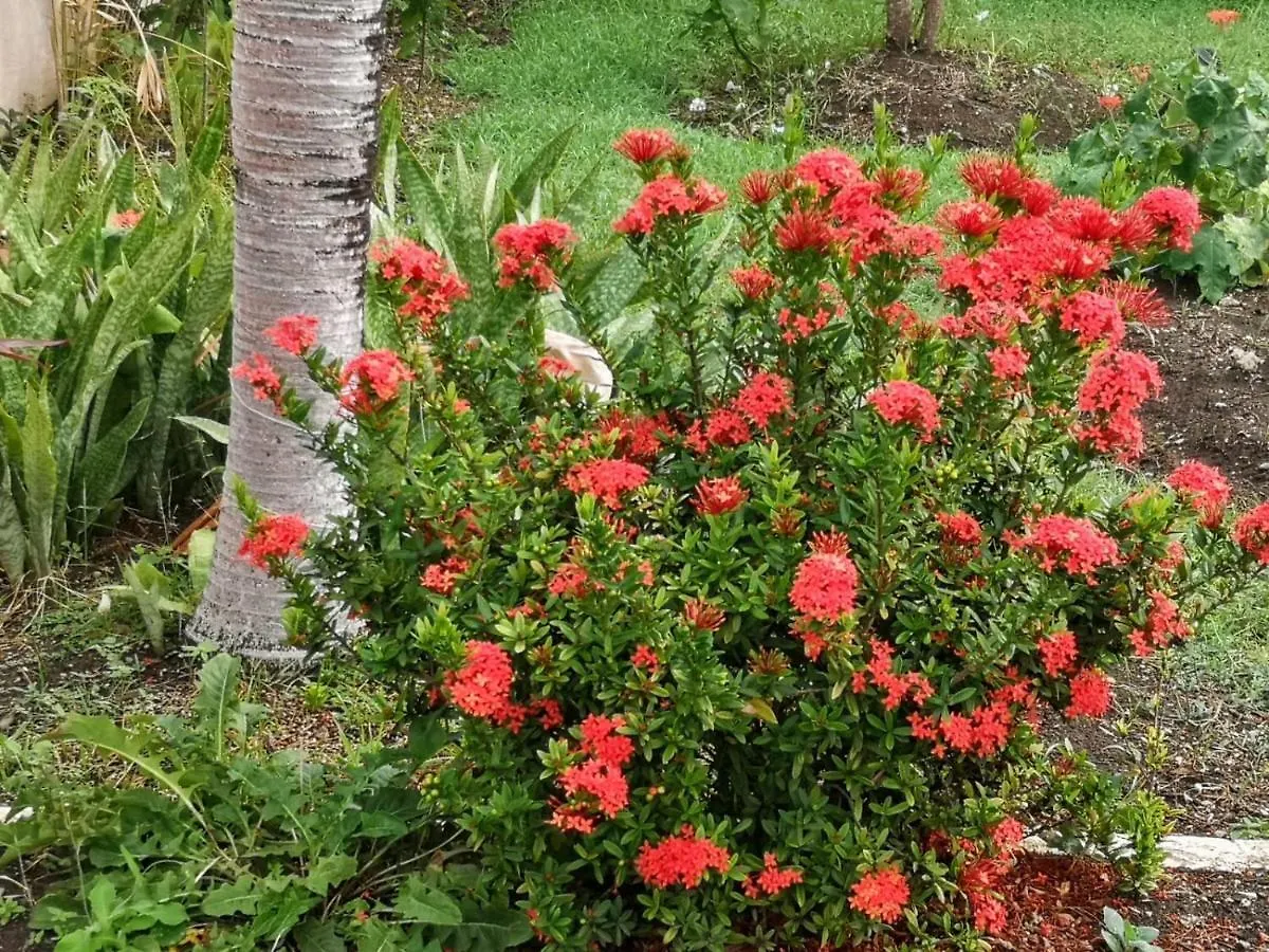 Ventnor House Apartments Bridgetown Barbados